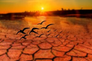 I dati sulle migrazioni degli uccelli nordamericani fanno preoccupare