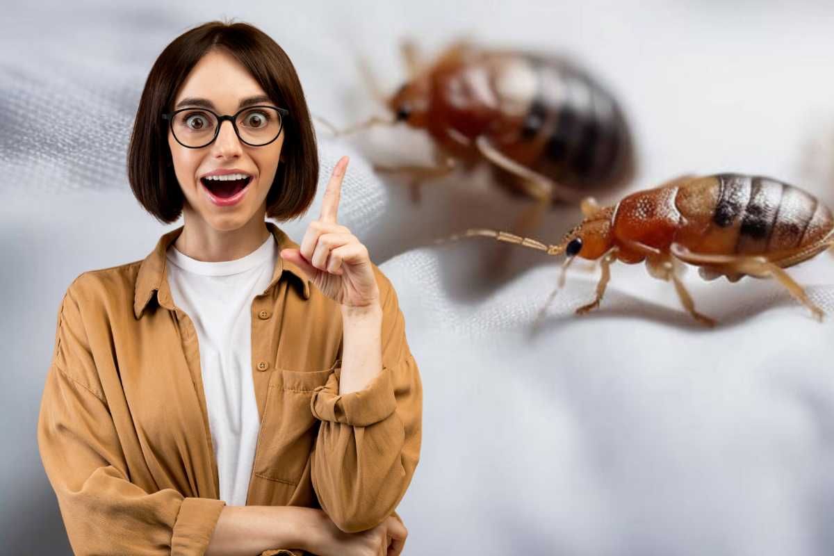 Donna, cimici dei letti