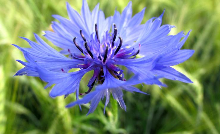 fiordaliso