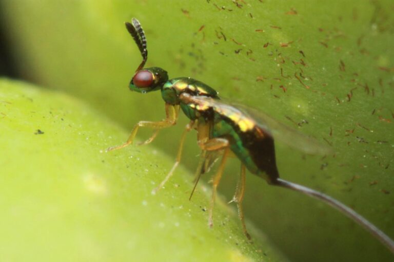 Blastophaga psenes, vespa del fico