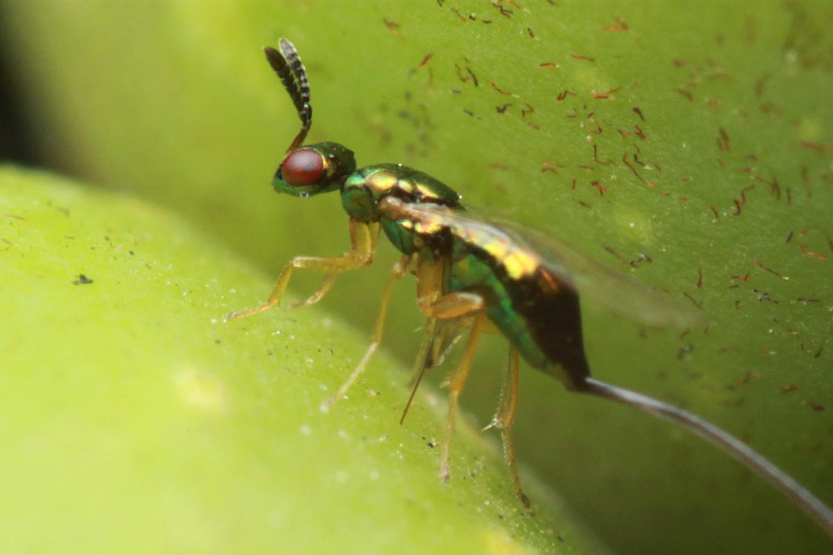 Blastophaga psenes, vespa del fico