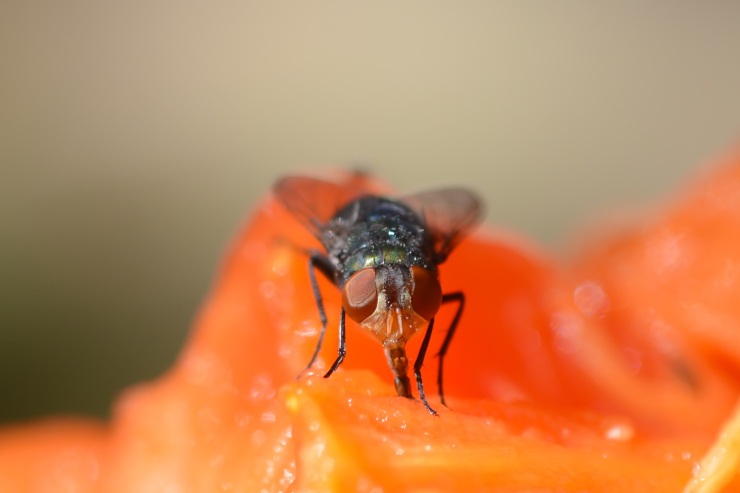 Mosca sopra un filetto di salmone