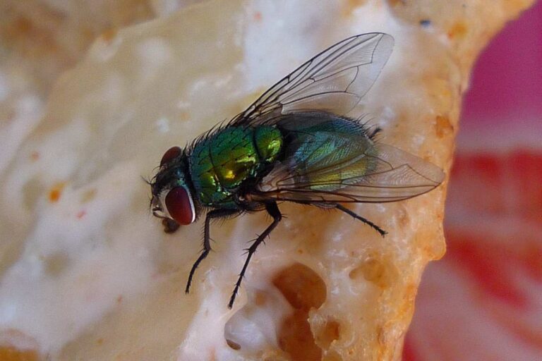 Mosca sopra ad un pezzo di pane