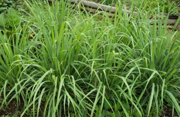 citronella