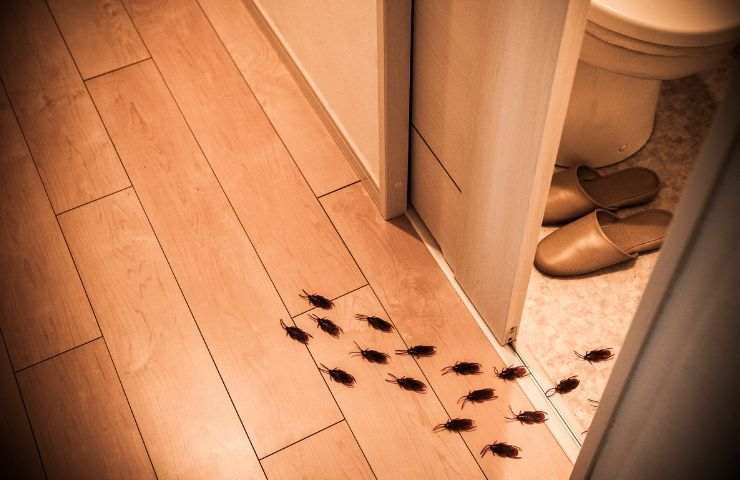 blatte che escono dal bagno