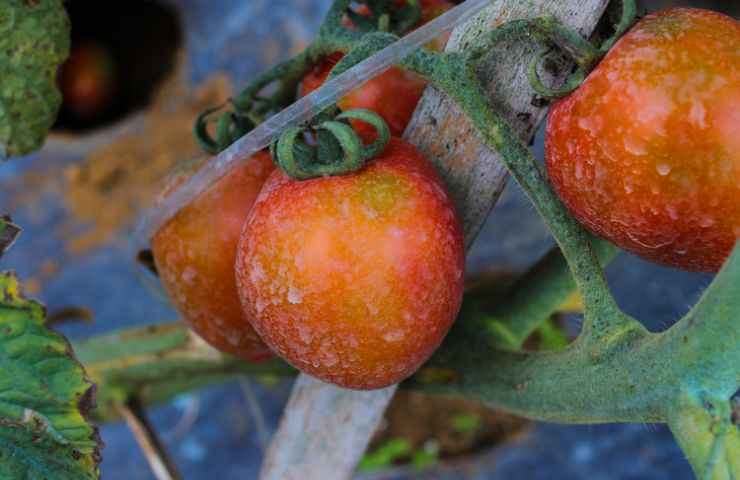 Pesticidi sui pomodori