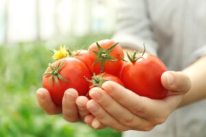 Pomodori in mano