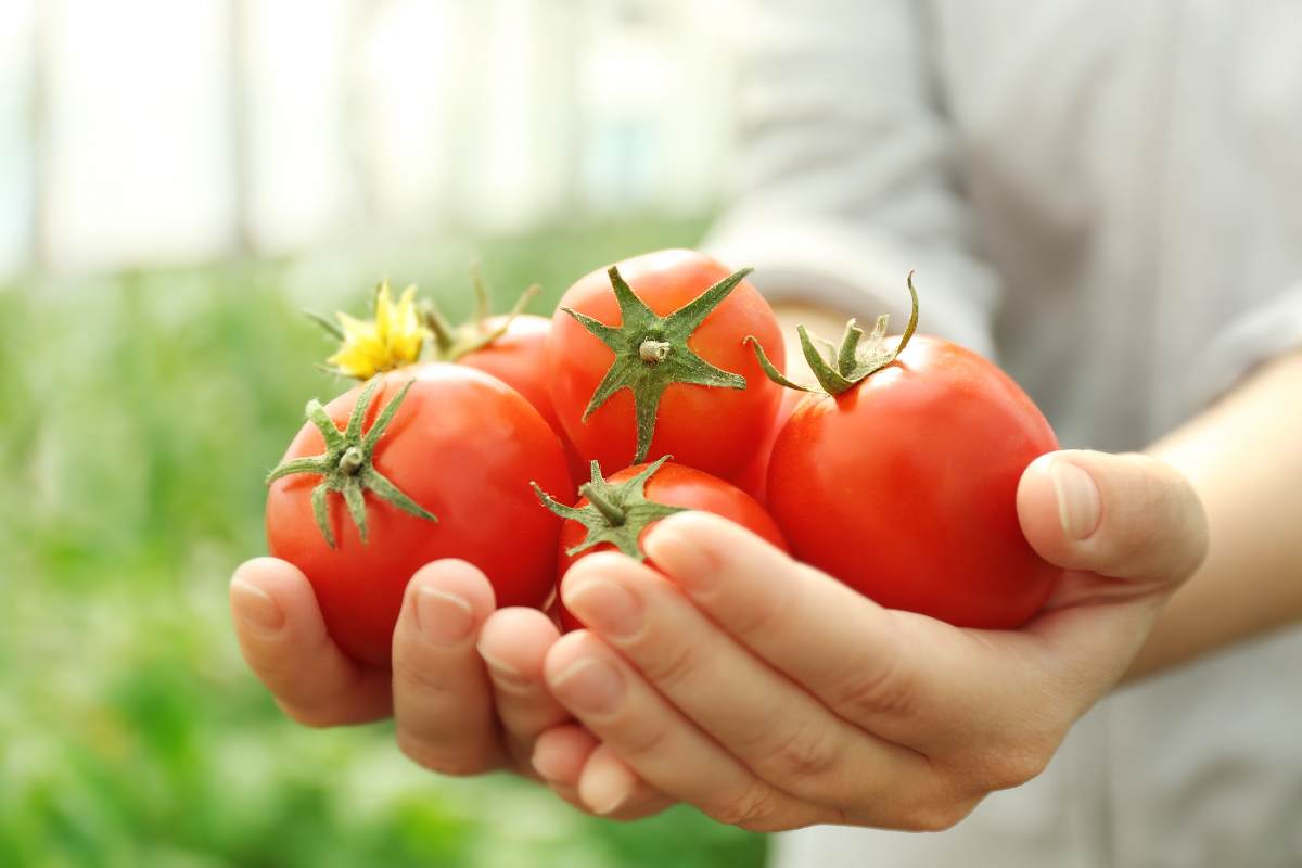 Pomodori in mano