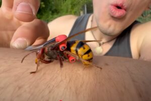 LO youtuber Massele mentre si fa pungere da un calabrone