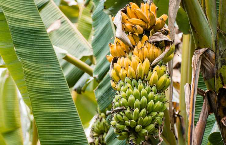 casco di banane su pianta