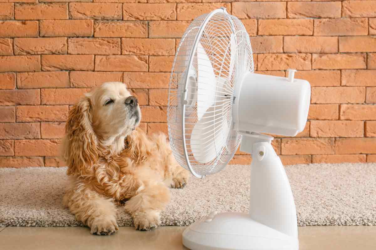 cane davanti al ventilatore