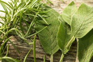 Rosmarino e salvia
