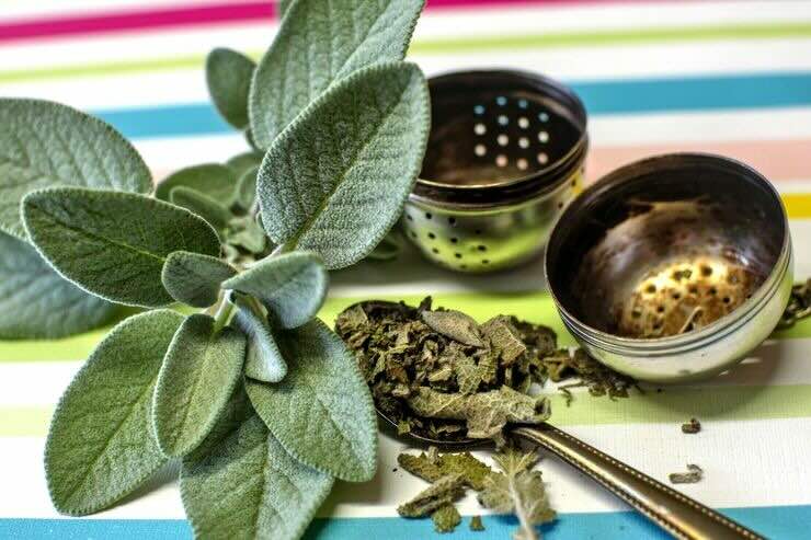 Rosmarino, salvia, filtri